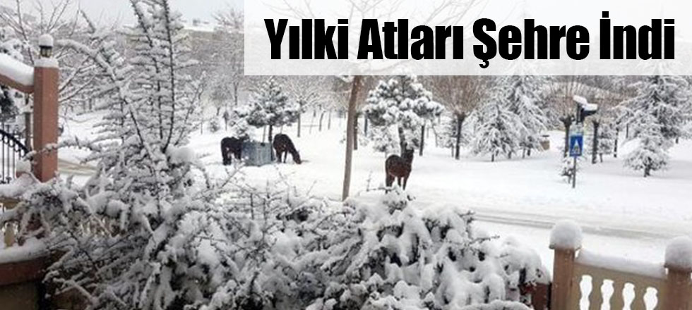Yılki Atları Şehre İndi
