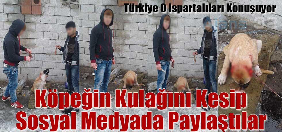 Köpeğin Kulağını Kesip Sosyal Medyada Paylaştılar