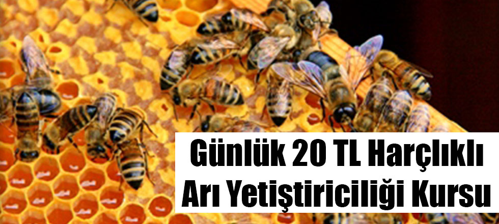 Günlük 20 TL Harçlıklı Arı Yetiştiriciliği Kursu