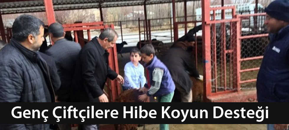 Genç Çiftçilere Hibe Koyun Desteği