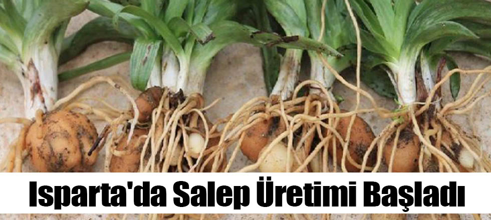 Isparta'da Salep Üretimi Başladı
