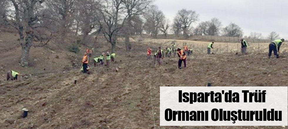 Isparta'da Trüf Ormanı Oluşturuldu