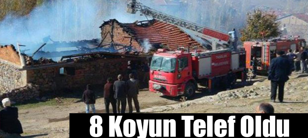 8 Koyun Telef Oldu