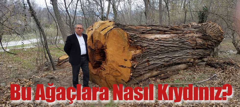 Bu Ağaçlara Nasıl Kıydınız?