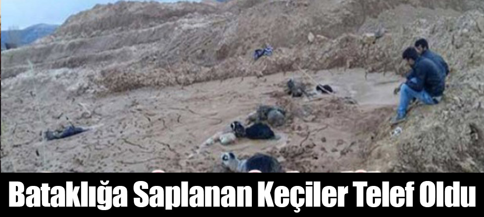 Bataklığa Saplanan Keçiler Telef Oldu