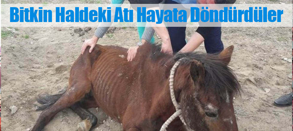 Bitkin Haldeki Atı Hayata Döndürdüler