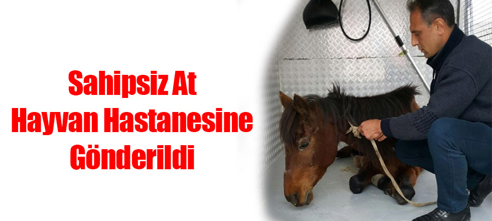 Sahipsiz At Hayvan Hastanesine Gönderildi
