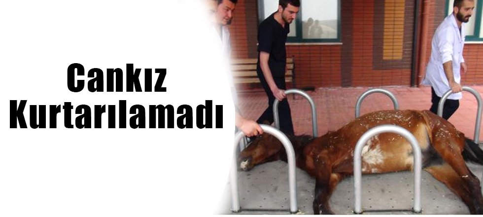 Cankız Kurtarılamadı