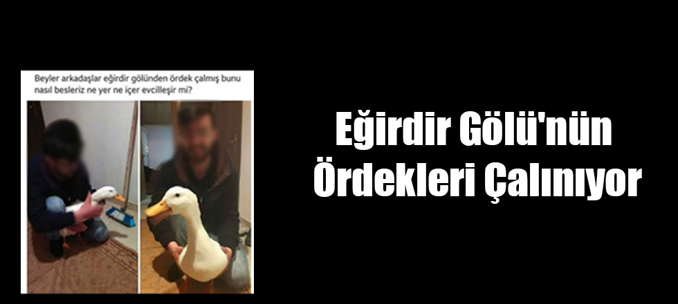 Eğirdir Gölü'nün Ördekleri Çalınıyor