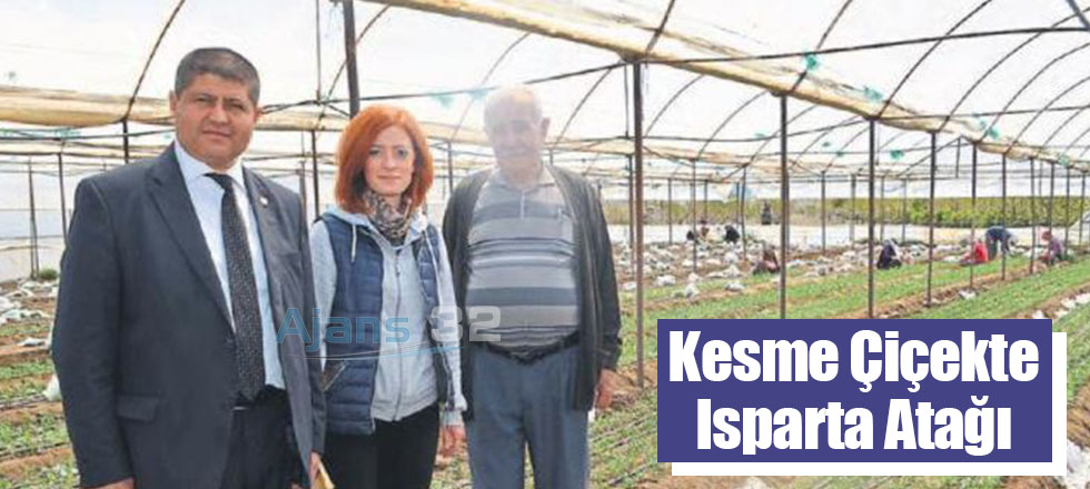 Kesme Çiçekte Isparta Atağı