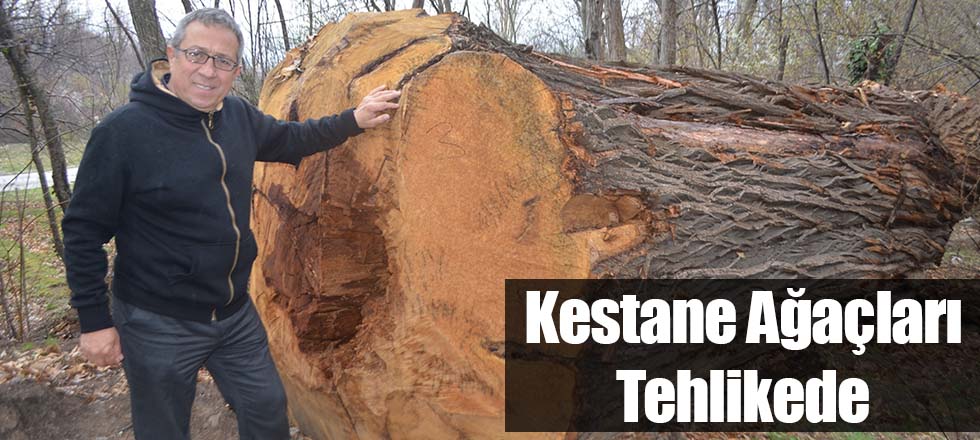 Kestane Ağaçları Tehlikede