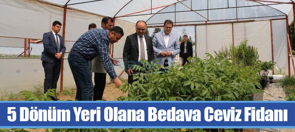 5 Dönüm Yeri Olana Bedava Ceviz Fidanı