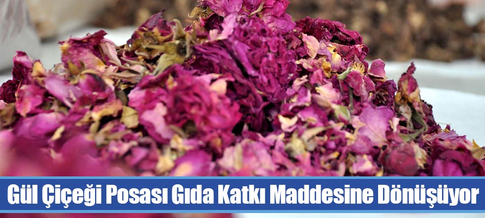 Gül Çiçeği Posası Gıda Katkı Maddesine Dönüşüyor