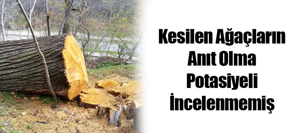 Kesilen Ağaçların Anıt Olma Potasiyeli İncelenmemiş