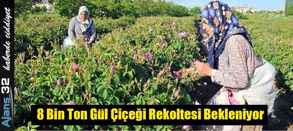 8 Bin Ton Gül Çiçeği Rekoltesi Bekleniyor