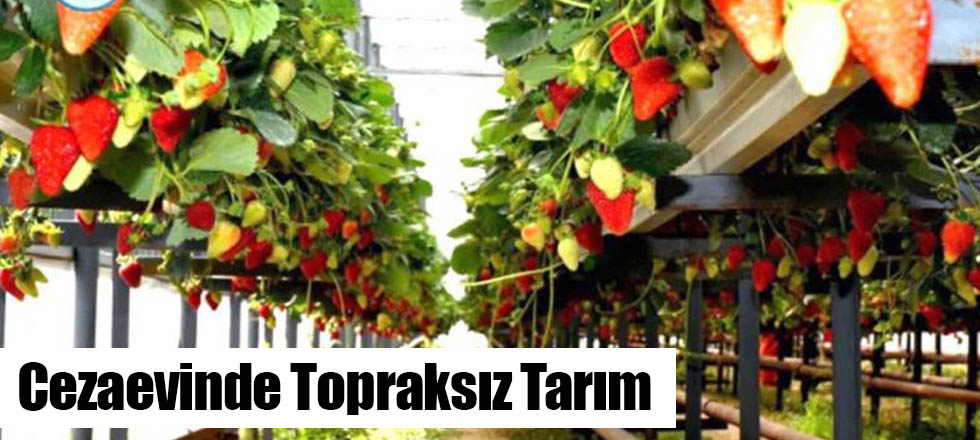 Cezaevinde Topraksız Tarım