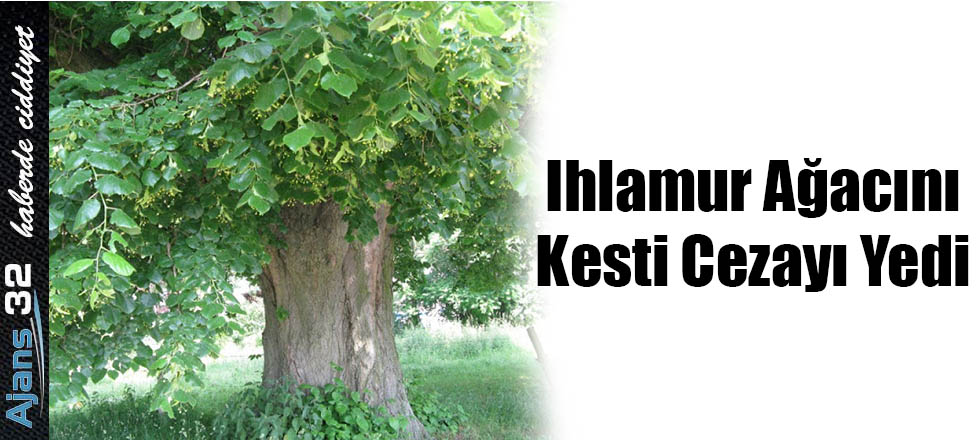 Ihlamur Ağacını Kesti Cezayı Yedi