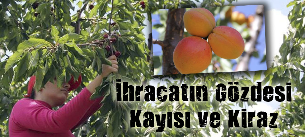 İhracatın Gözdesi Kayısı ve Kiraz