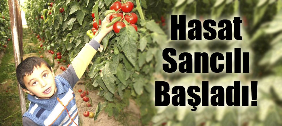Hasat Sancılı Başladı!