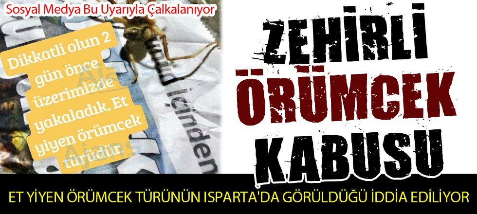 Isparta'da Zehirli Örümcek Kabusu