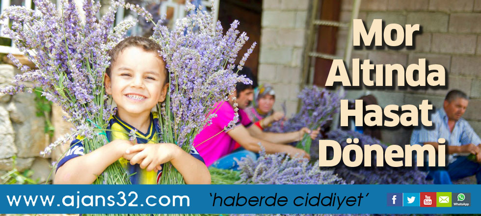 Mor Altında Hasat Dönemi