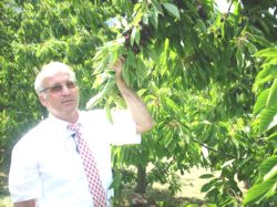 Yeni Kiraz Çeşidiyle, Çiftçi Daha Çok Kazanacak