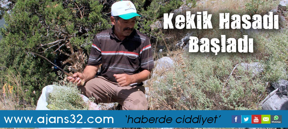 Kekik Hasadı Başladı