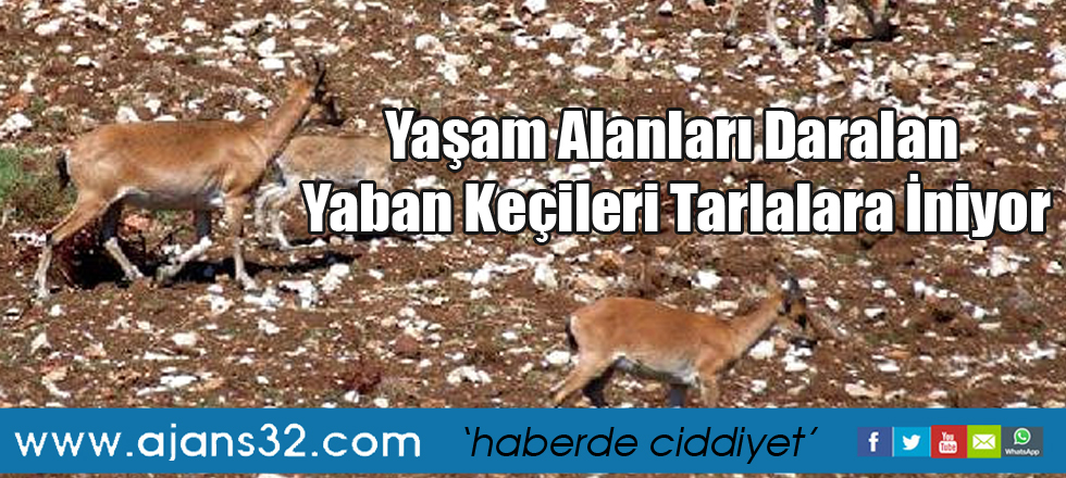 Yaşam Alanları Daralan Yaban Keçileri Tarlalara İniyor