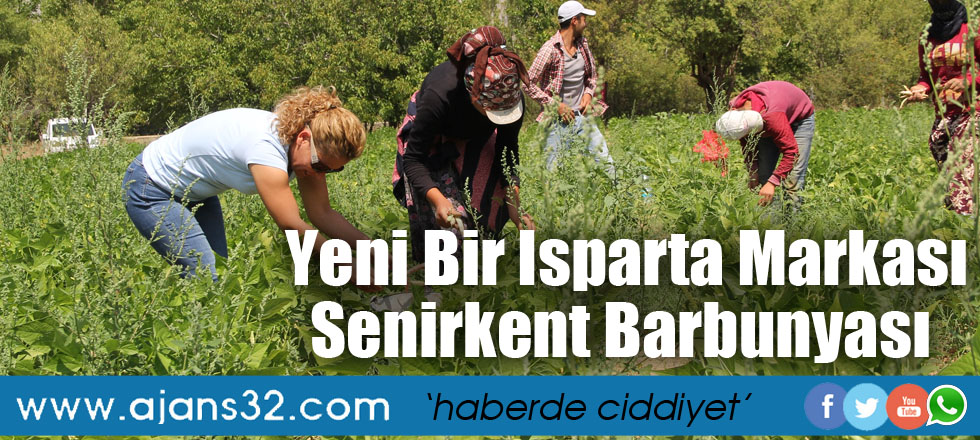 Yeni Bir Isparta Markası Senirkent Barbunyası