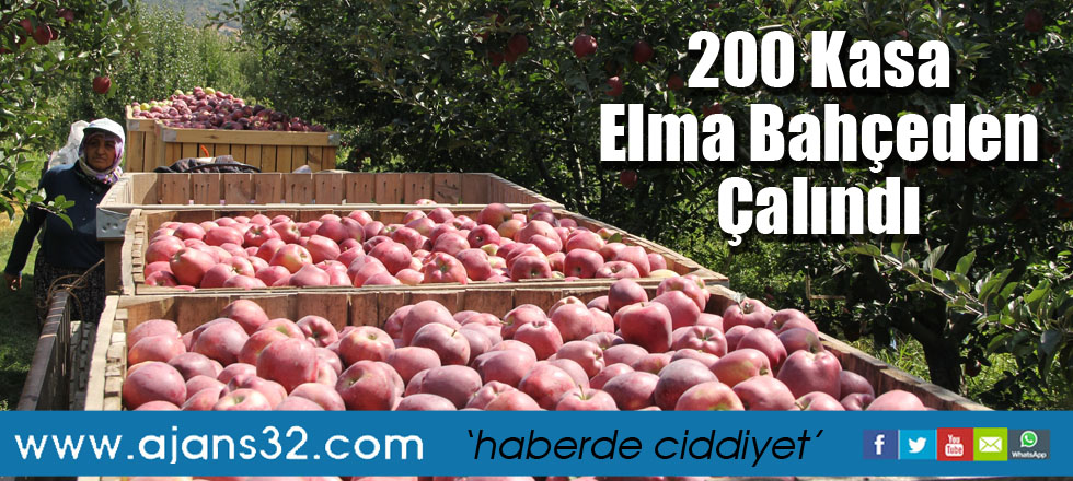 200 Kasa Elma Bahçeden Çalındı