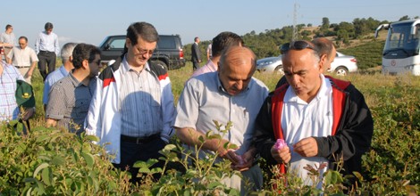 Rektör İbicioğlu Gül Bahçelerini Gezdi