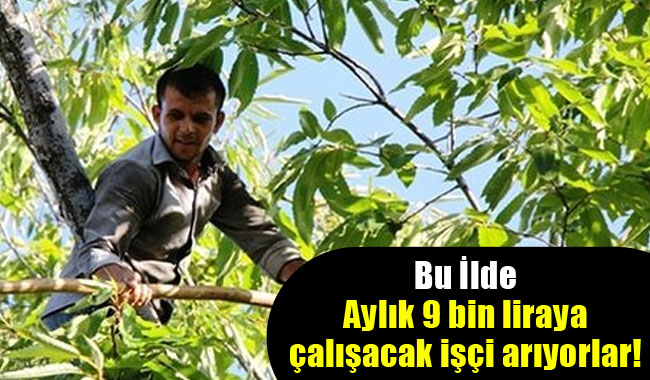 Bu İlde Aylık 9 Bin Liraya Çalışacak İşçi Aranıyor