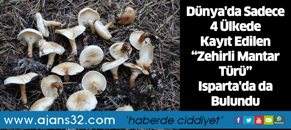 Dünya'da Sadece 4 Ülkede Kayıt Edilen “Zehirli Mantar Türü” Isparta'da da Bulundu