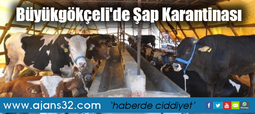 Büyükgökçeli'de Şap Karantinası