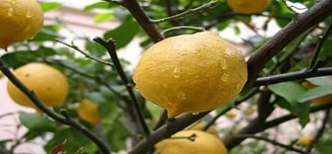 Gribe karşı limon tüketin