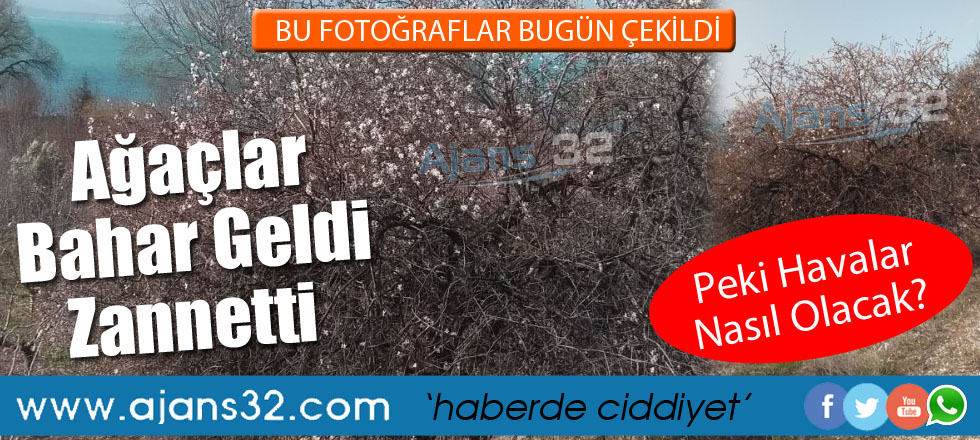 Ağaçlar Bahar Geldi Zannetti