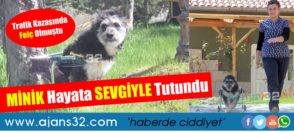 Engelli Sokak Köpeği Hayata Bakın Nasıl Tutundu