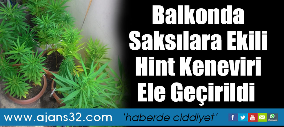 Balkonda Saksılara Ekili Hint Keneviri Ele Geçirildi