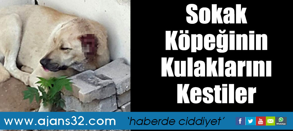 Sokak Köpeğinin Kulaklarını Kestiler