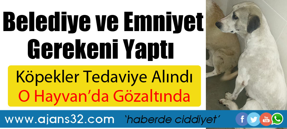 Köpekler Tedavi Altında O Hayvan da Gözaltına Alındı