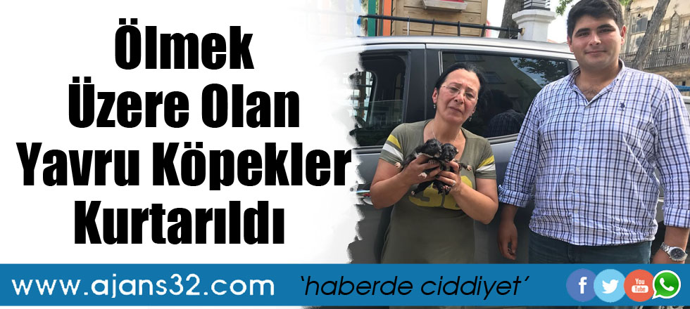 Ölmek Üzere Olan Yavru Köpekler Kurtarıldı