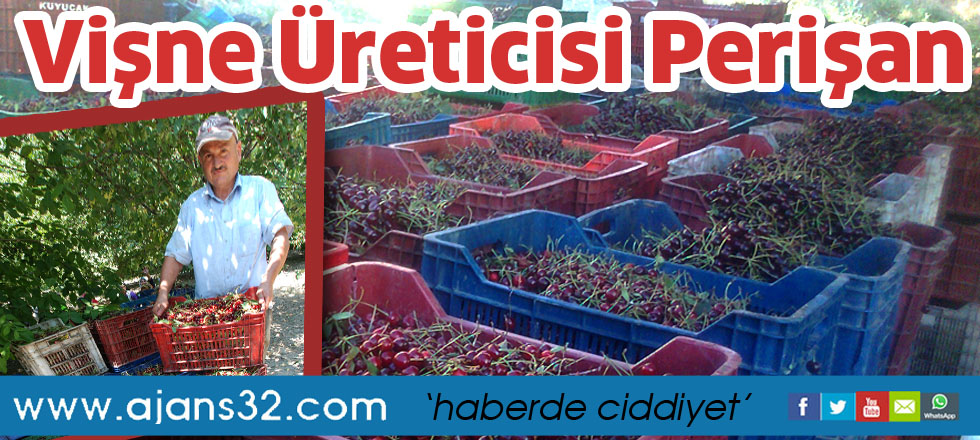 Vişne üreticisi perişan
