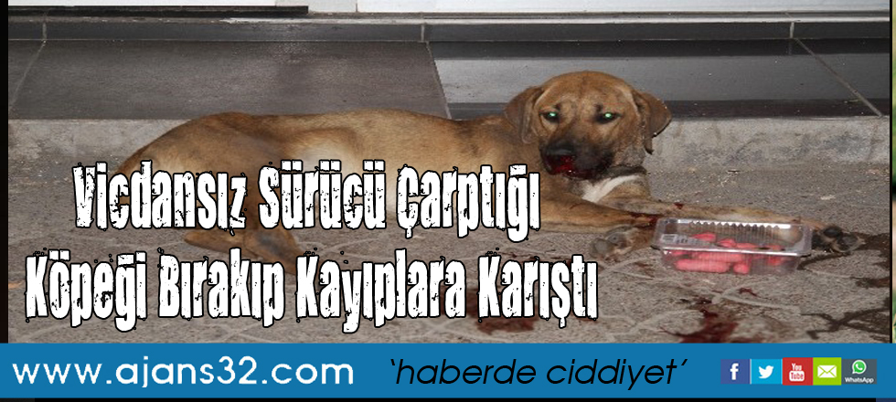 Vicdansız Sürücü Çarptığı Köpeği Bırakıp Kayıplara Karıştı