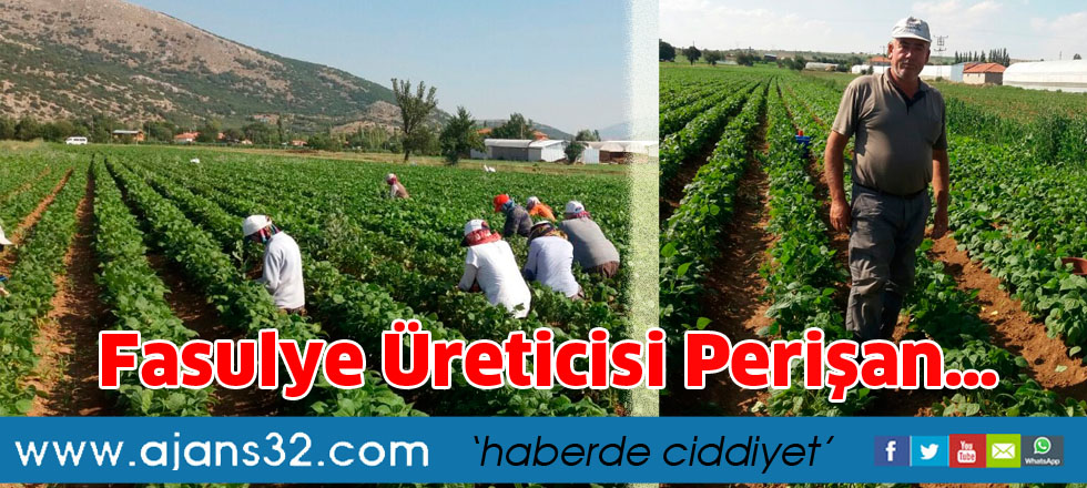 Fasulye üreticisi perişan…