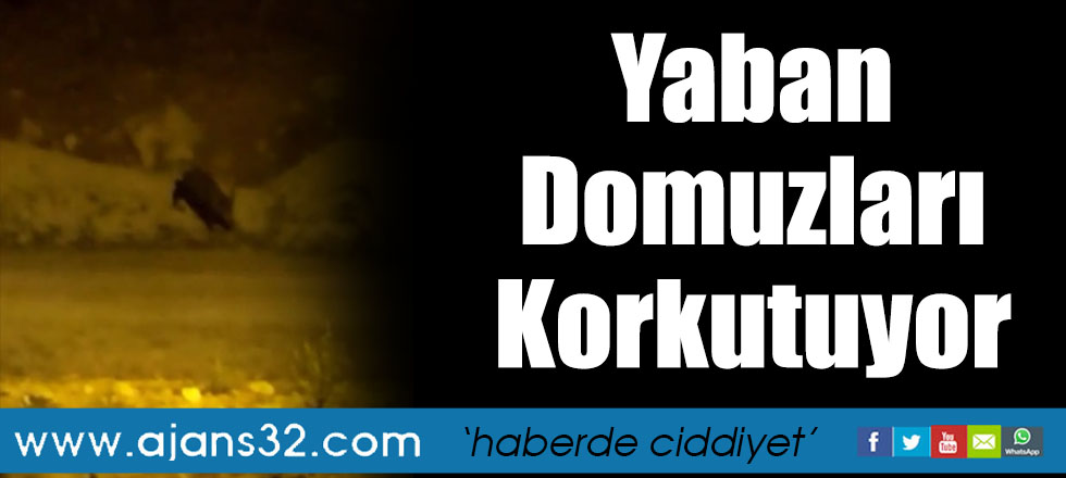 Yaban Domuzları Korkutuyor