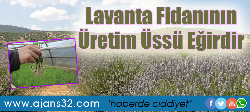 Lavanta Fidanının Üretim Üssü Eğirdir