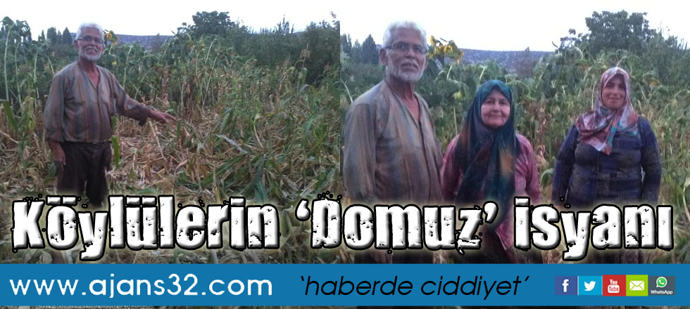 Köylülerin   ‘Domuz’ isyanı