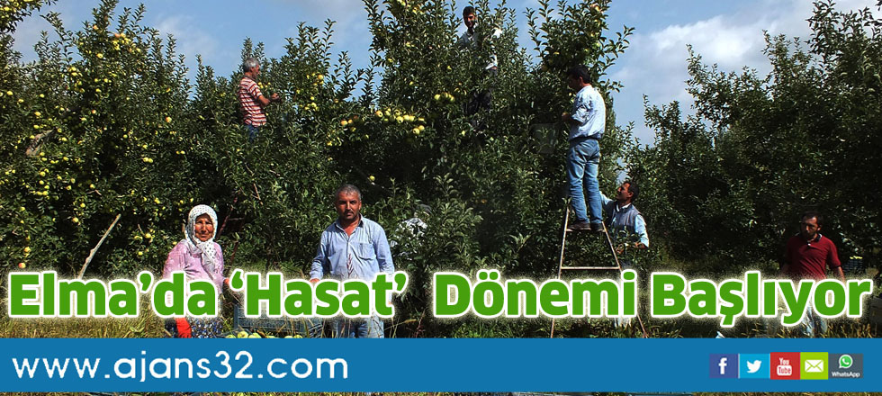Elma’da ‘Hasat’   Dönemi başlıyor
