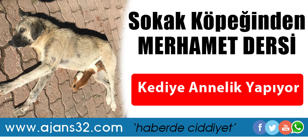 Sokak Köpeğinden Merhamet Dersi