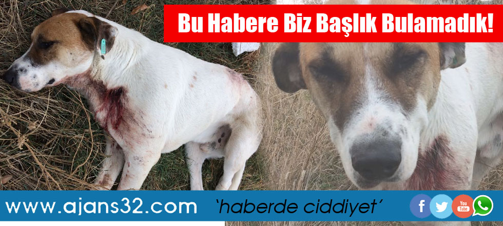 Bu Habere Biz Başlık Bulamadık! VİCDANSIZLAR